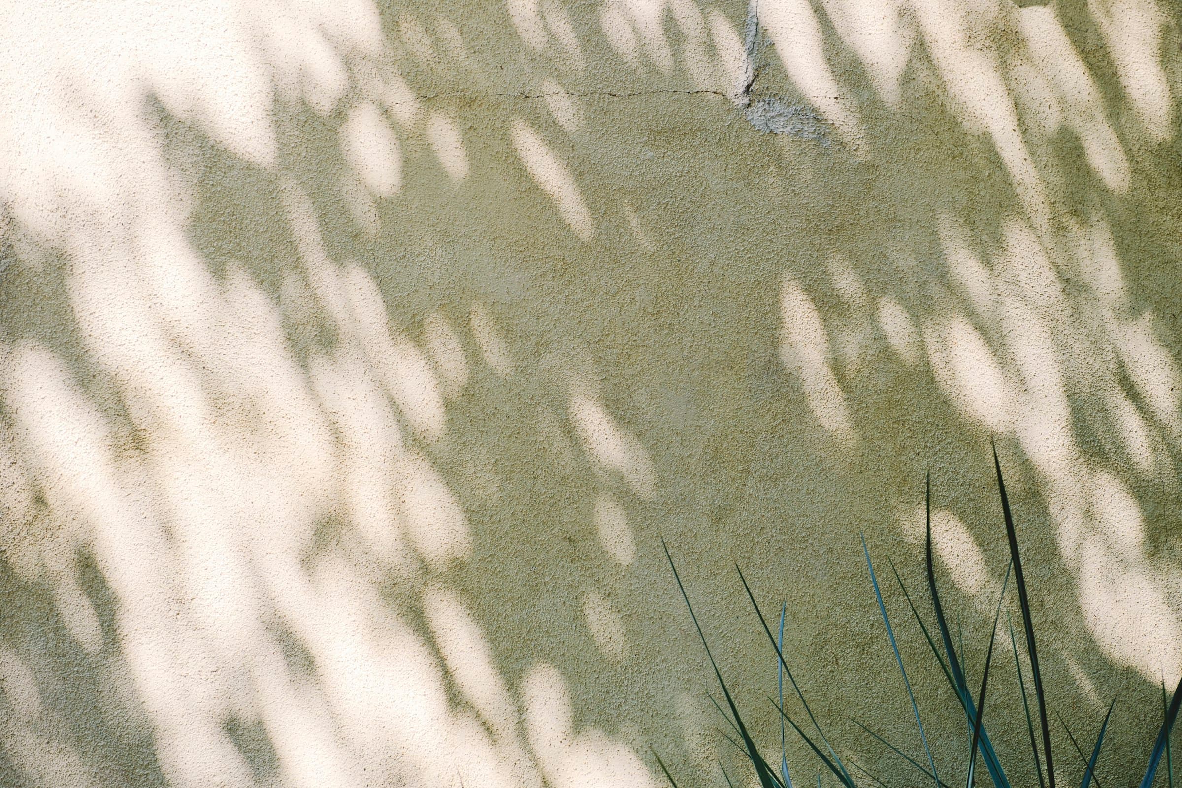 Morning sun casting leaf shadows on a warm, weathered wall with a plant in the corner